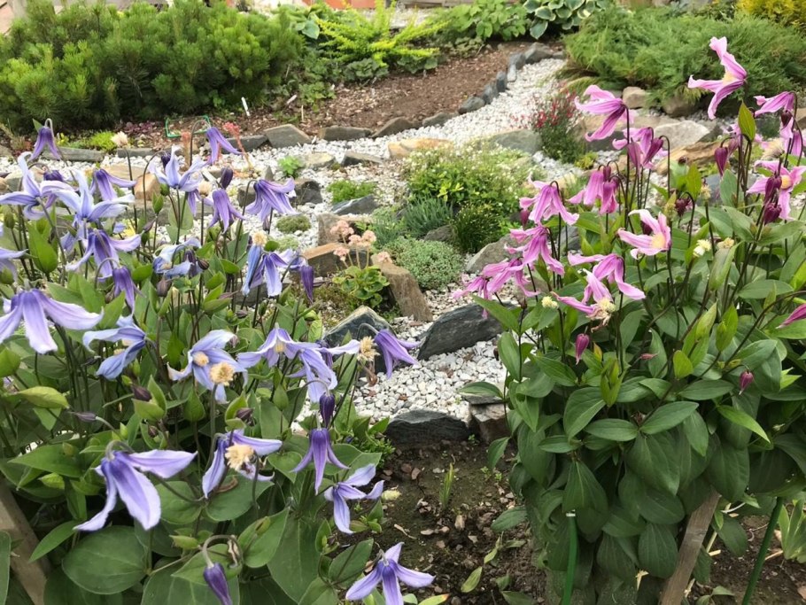 Клематис кустовой цельнолистный