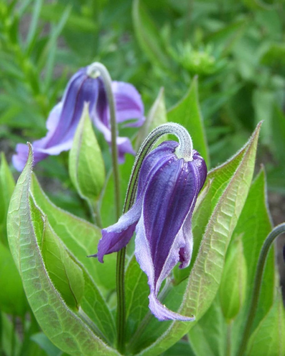 Клематис ботанический роогучи