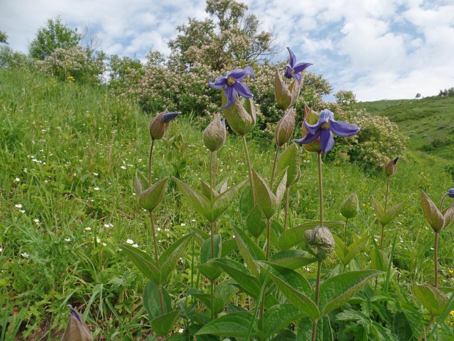 Ломонос цельнолистный фото