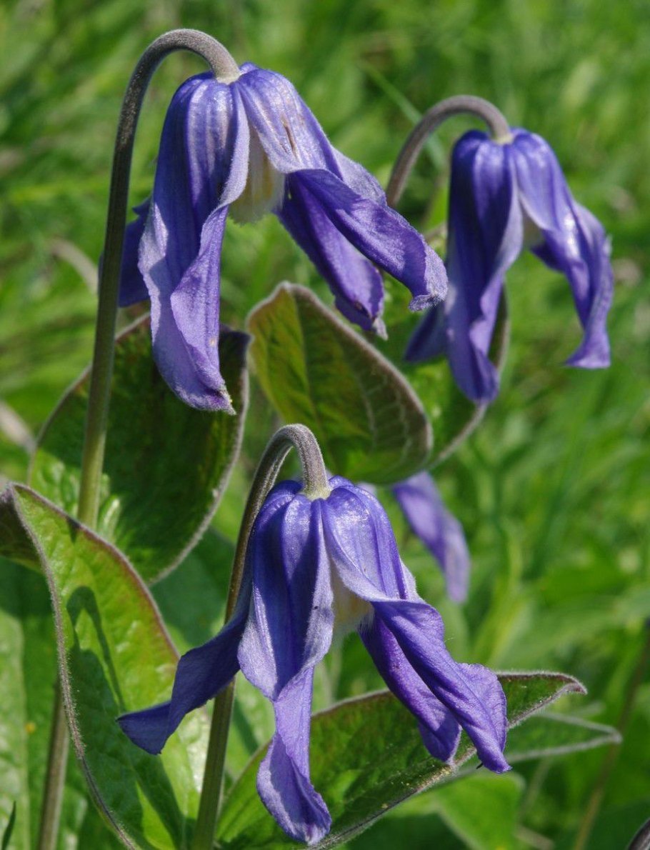 Интегрифолия клематис