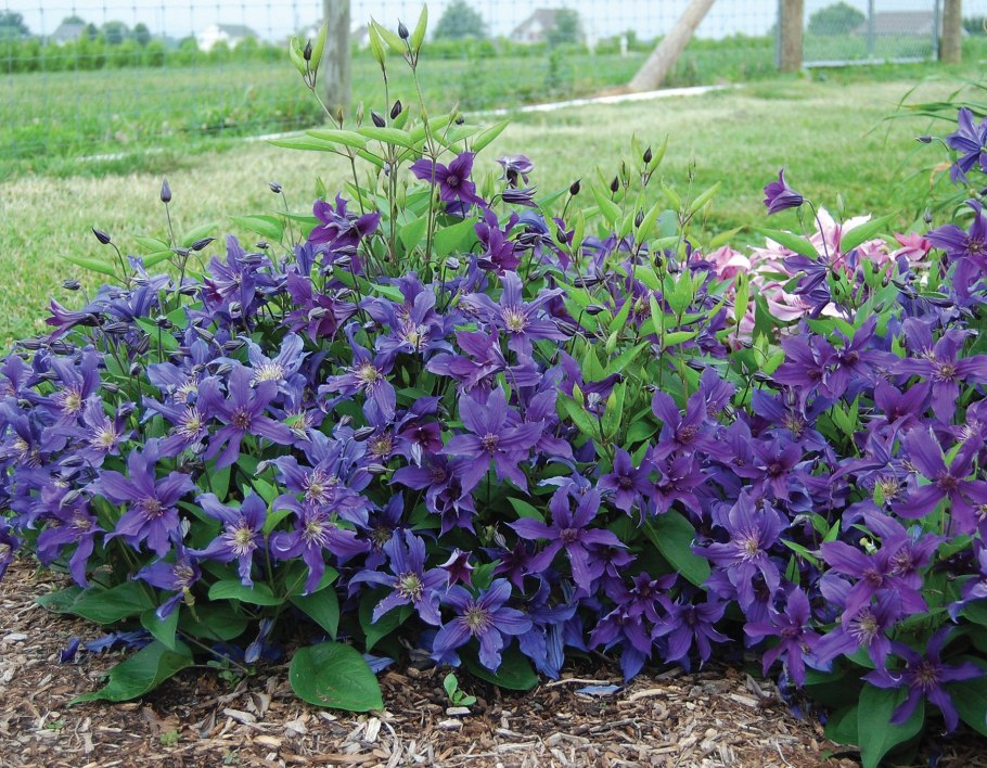 Клематис Роогучи