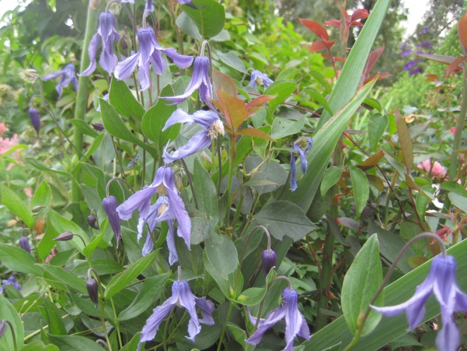 Клематис кустовой