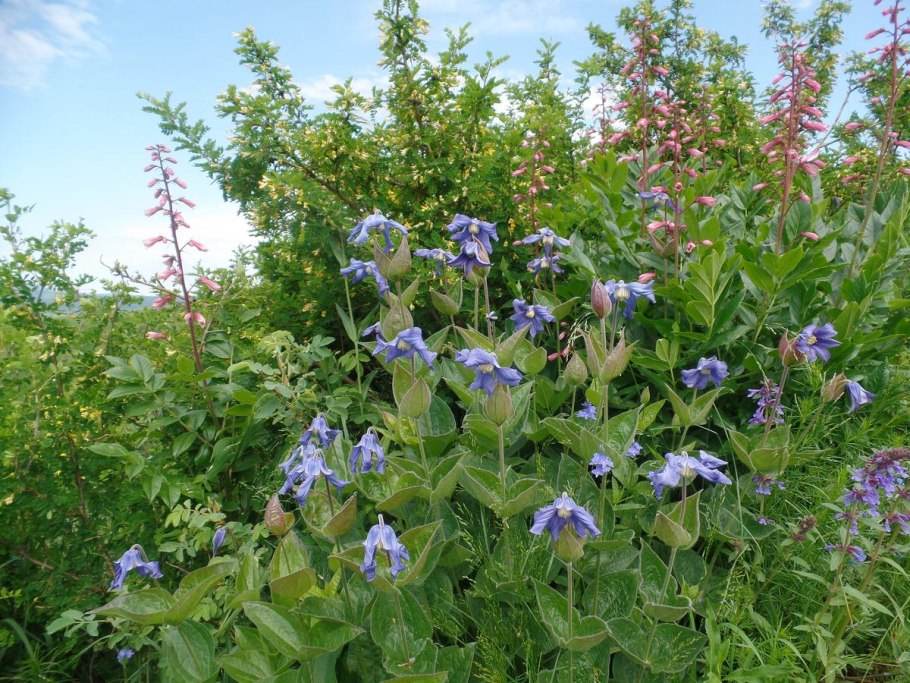 Клематис Интегрифолия Ольга