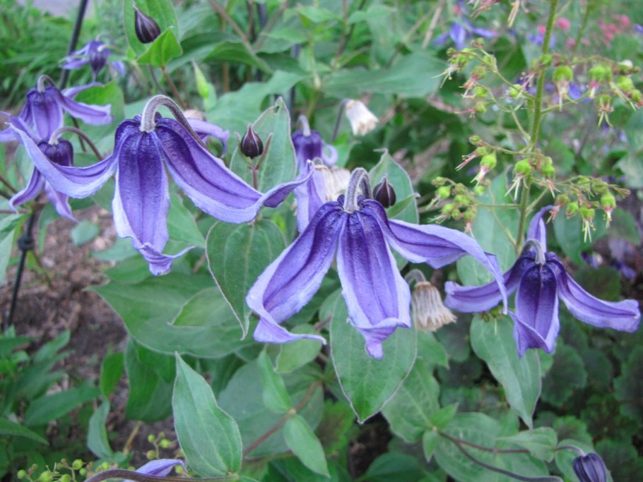 Клематис Степной