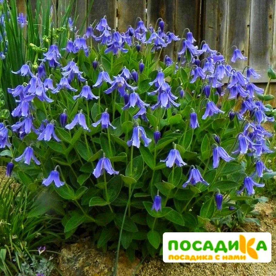 Клематис кустовой цельнолистный