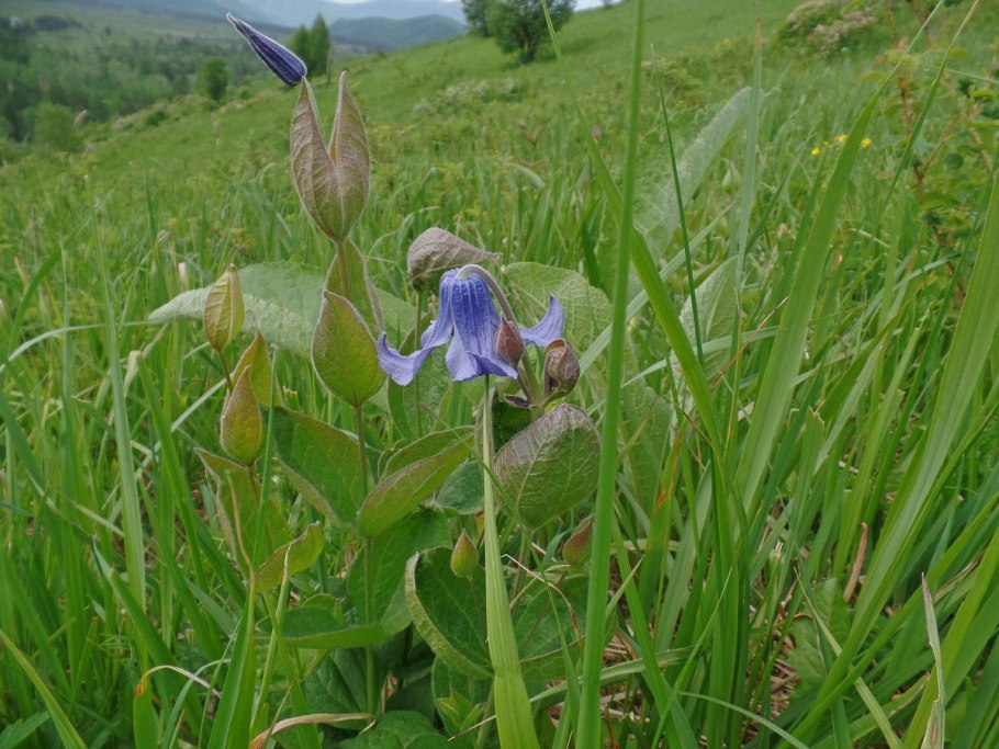 Clematis integrifolia