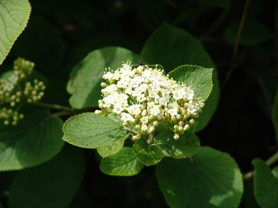 Калина гордовина Viburnum Lantana