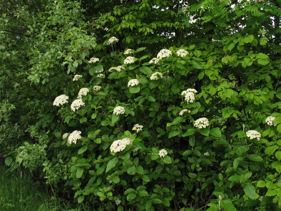 Калина гордовина Viburnum Lantana