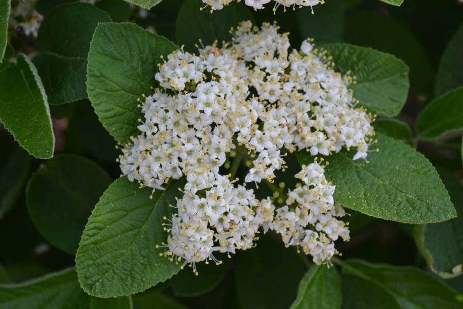 Калина гордовина Viburnum Lantana