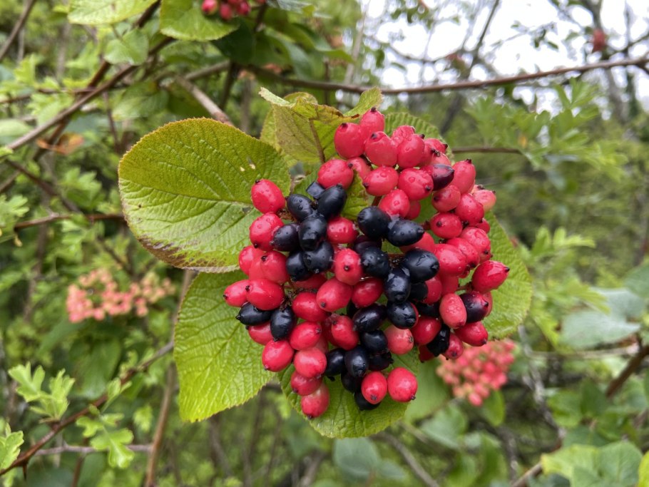 Калина гордовина Viburnum Lantana