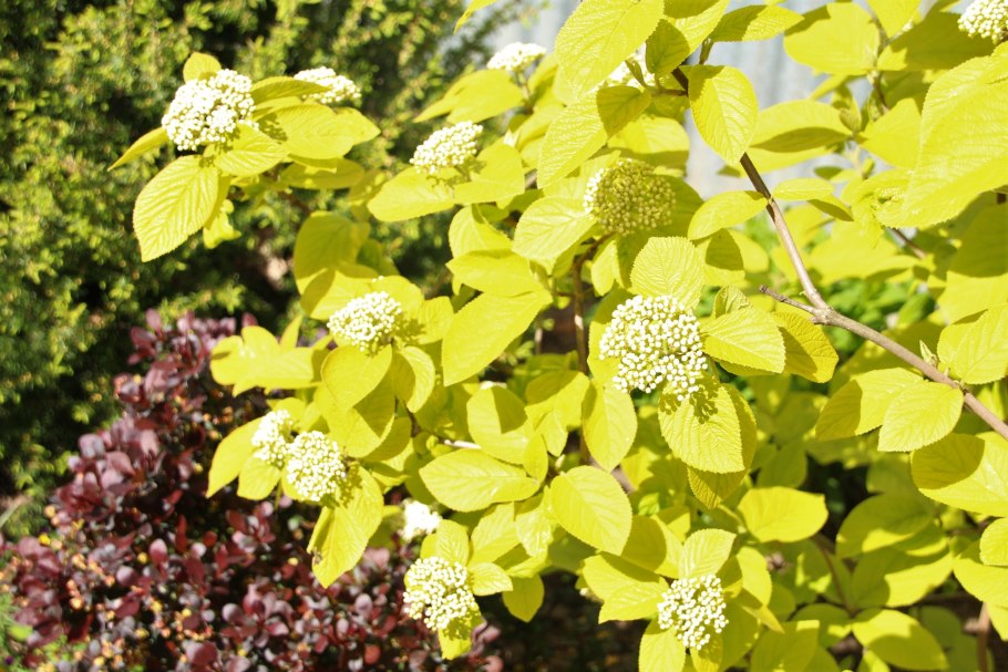 Калина гордовина Viburnum Lantana