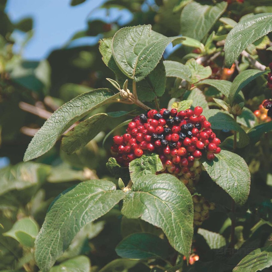 Калина гордовина Viburnum Lantana