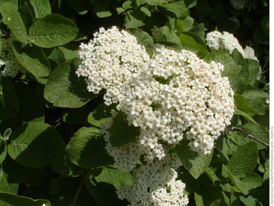 Калина гордовина Viburnum Lantana