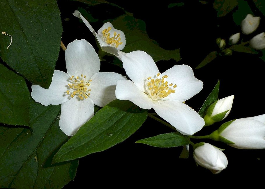 Жасмин четырехлепестковый цветок