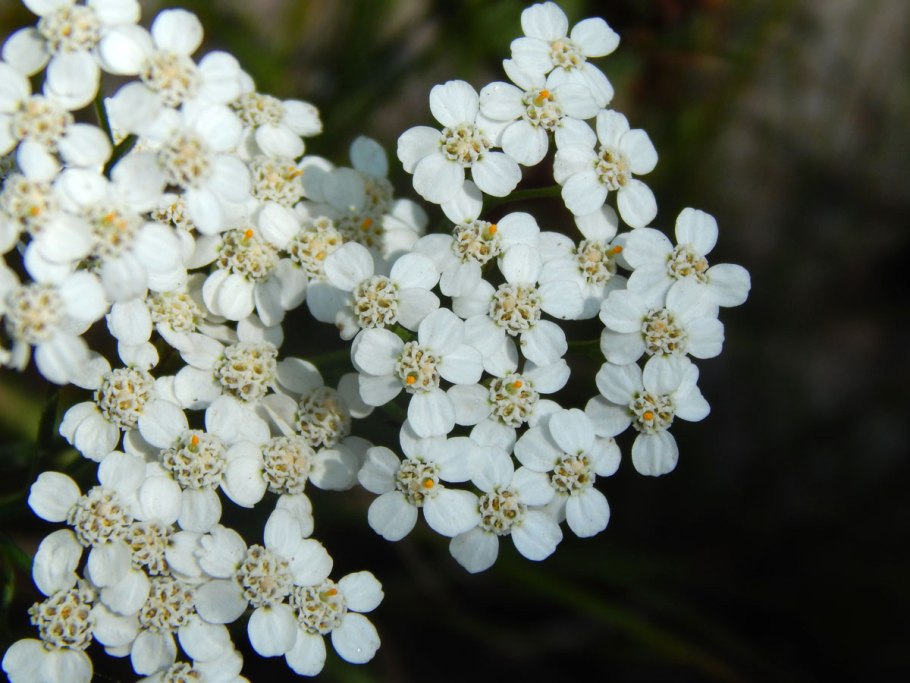 Мелкие белые цветочки