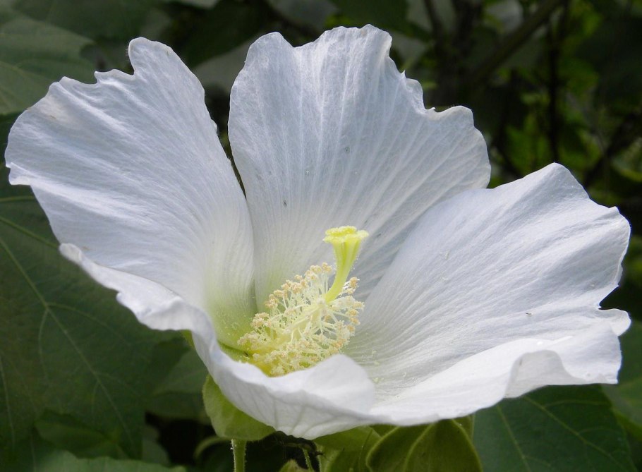 Гибискус белый