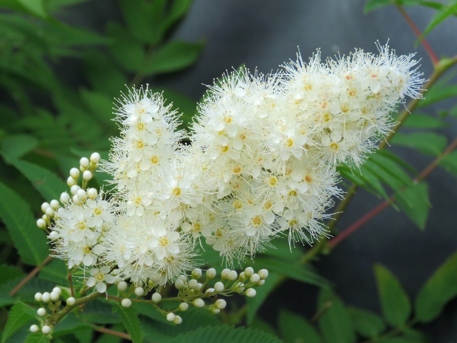 Кустарники цветущие в июле