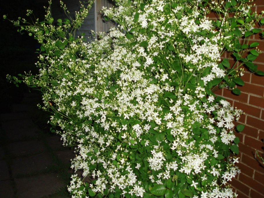 Клематис белый мелкоцветковый