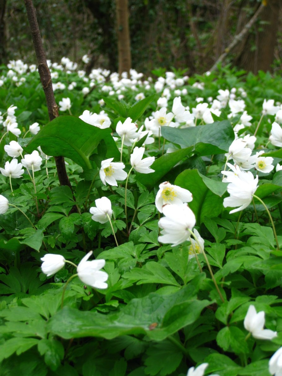 Травянистое растение с белыми цветами
