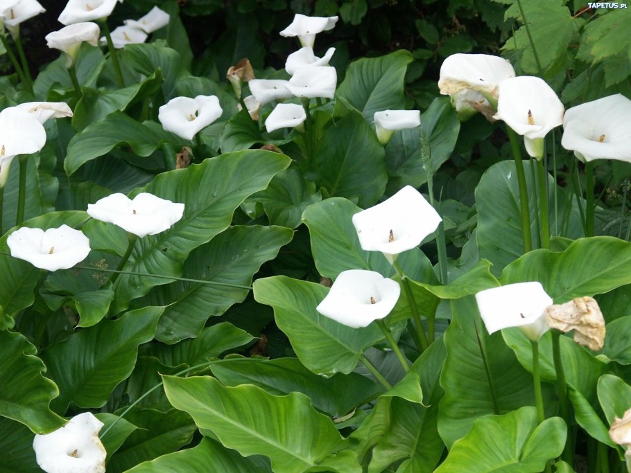 Цветы - белокрыльник (White Calla Lily)