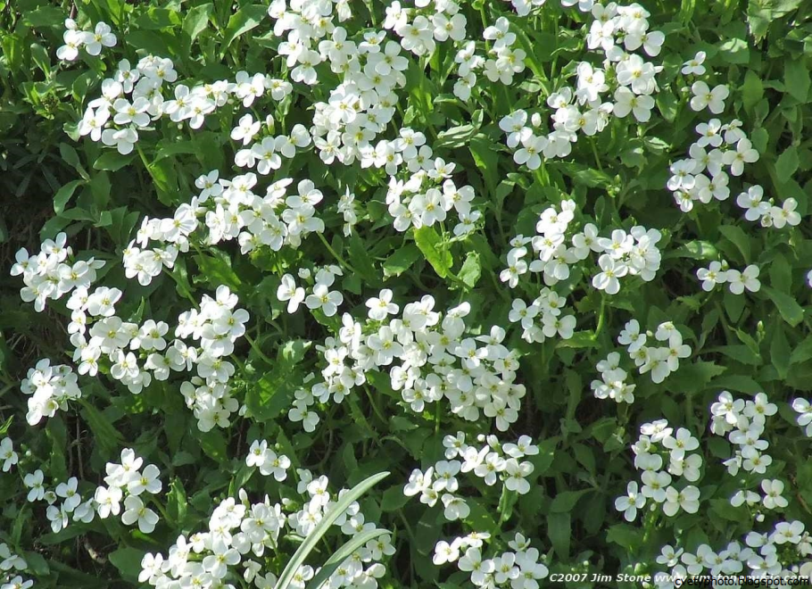 Многолетник с маленькими белыми цветами