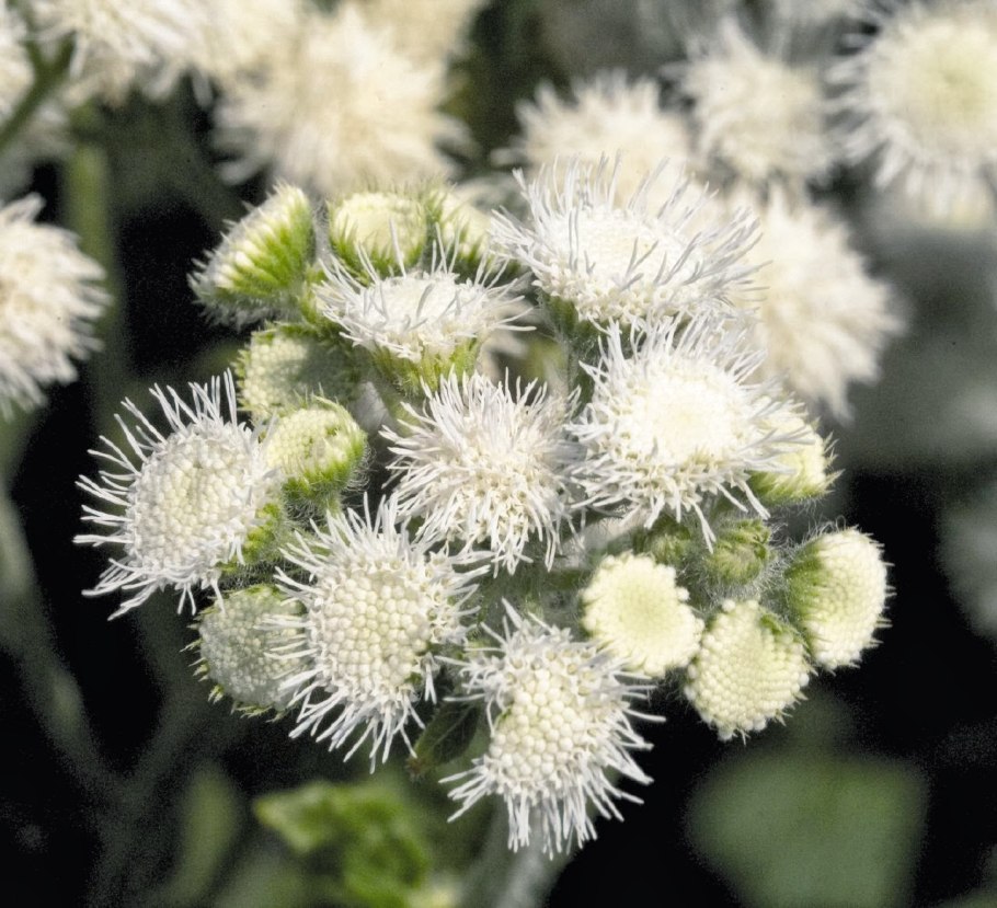 Агератум Альба