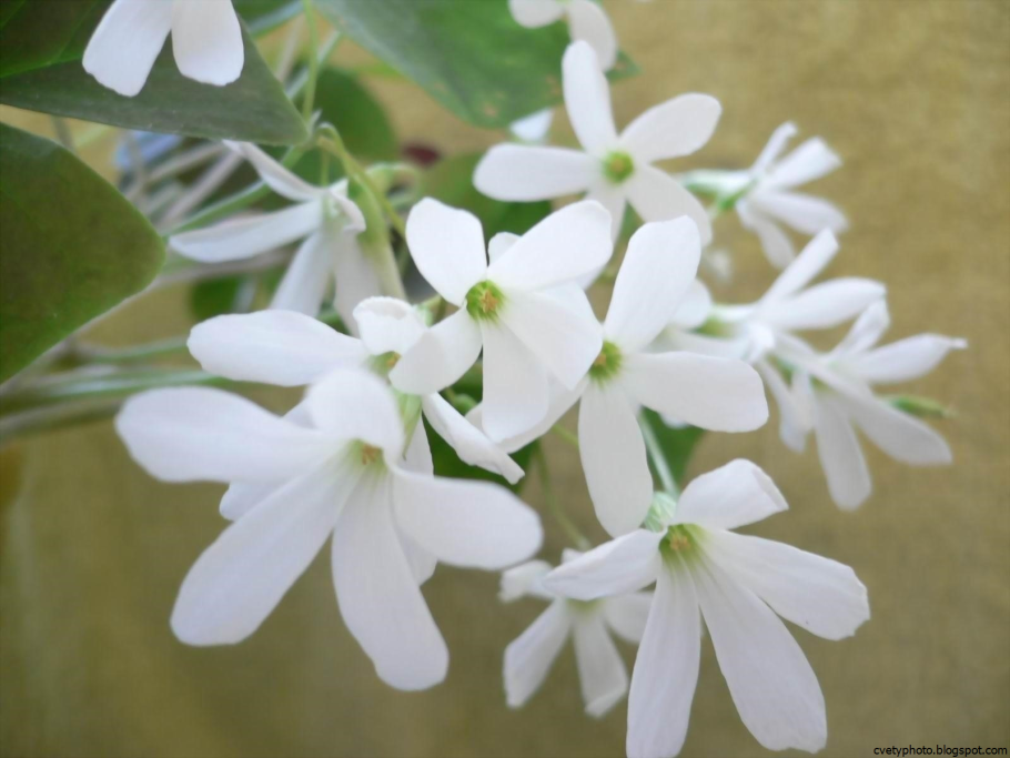 Маленькие белые цветы название