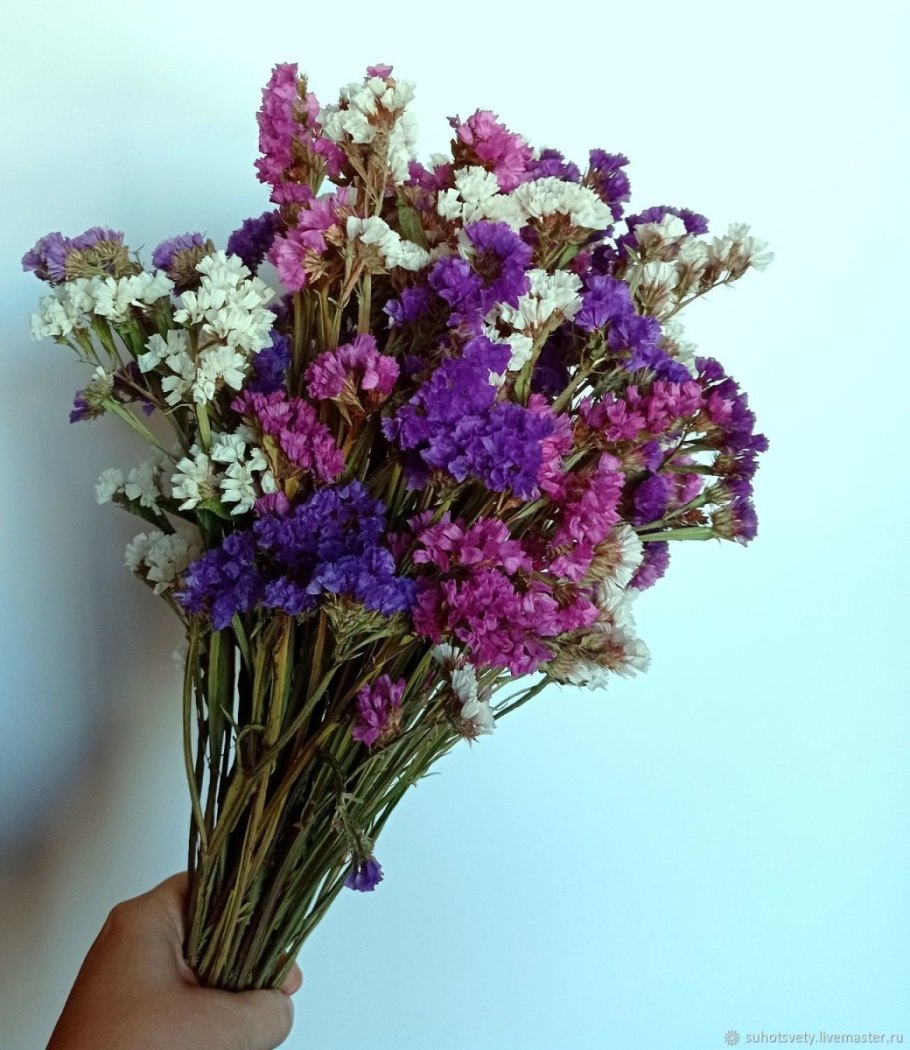 Сухоцветы кермек лимониум