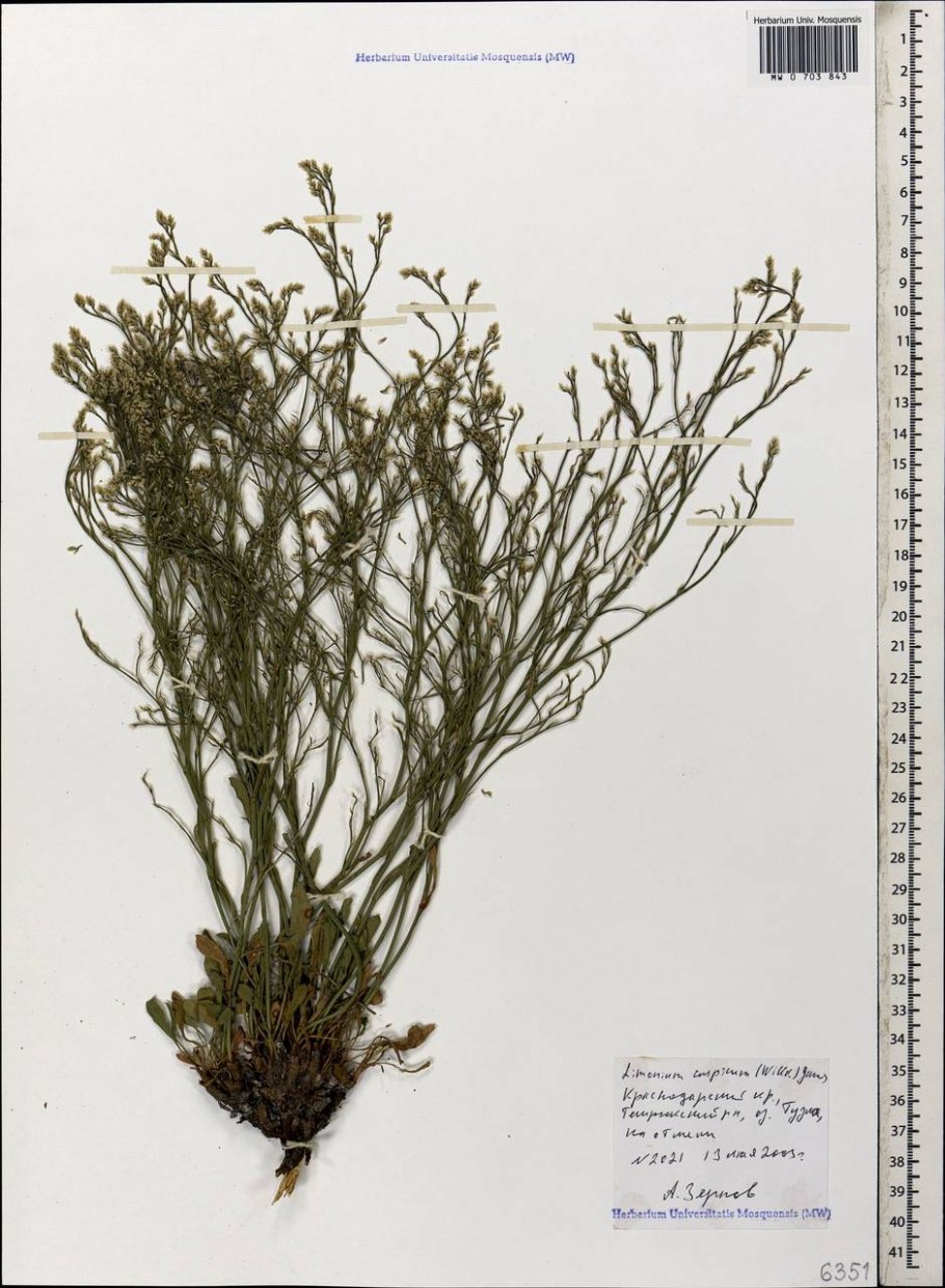 Анабазис безлистный