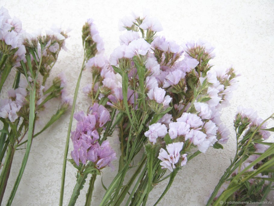 Limonium bellidifolium