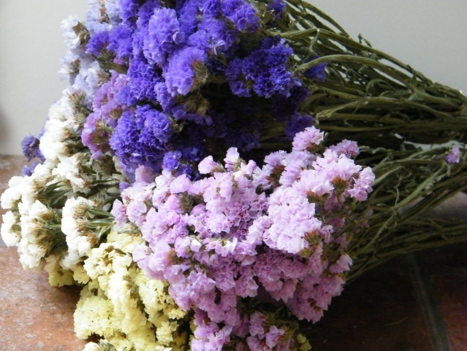 Цветы статице кермек