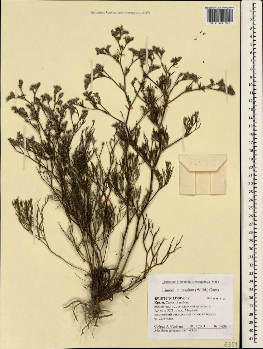 Limonium caspium