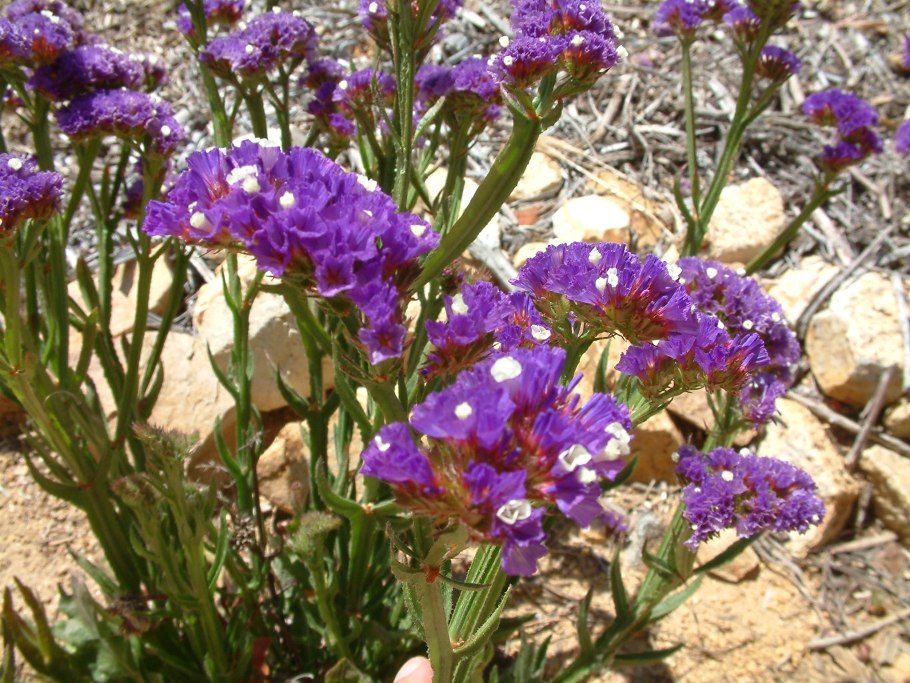 Limonium sinuatum