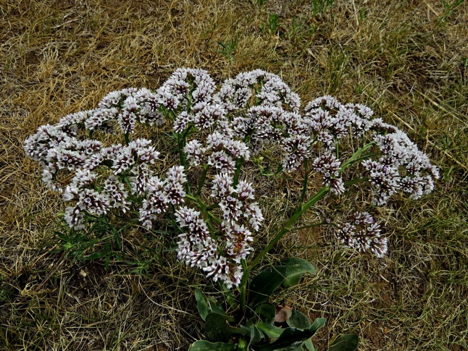 Кермек татарский