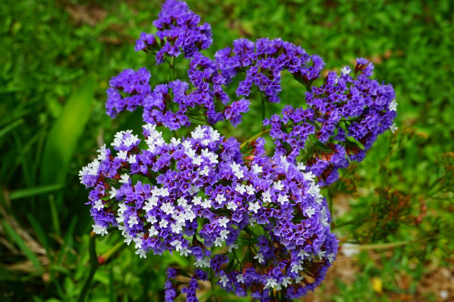 Кермек (limonium)