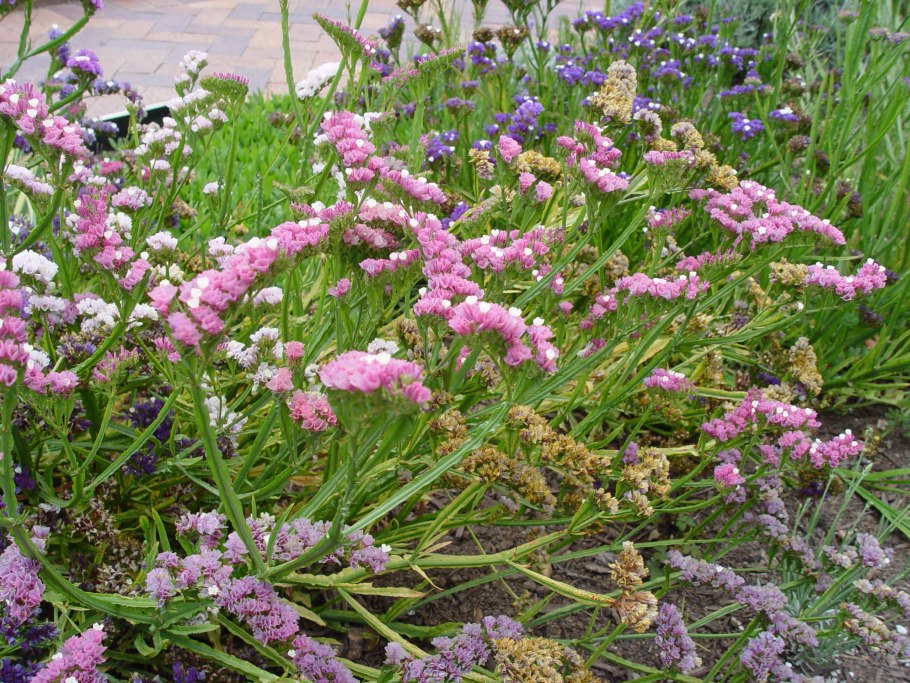 Статица суприм голубая