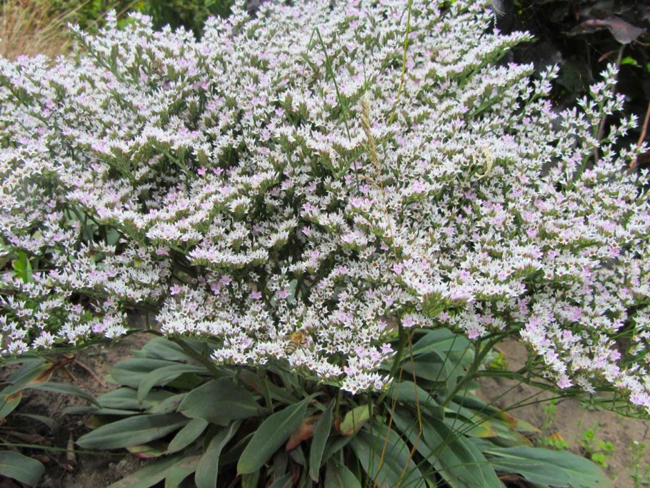 Кермек статица германская