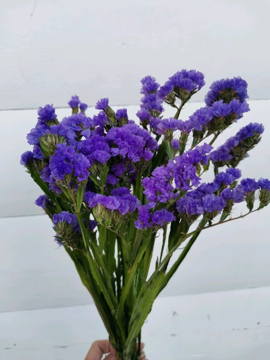 Кермек статица