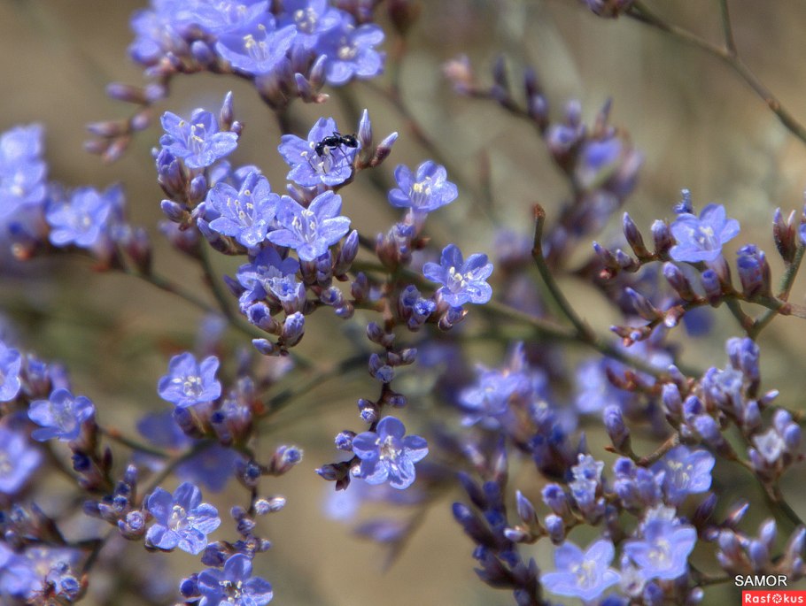 Кермек тысячелистник