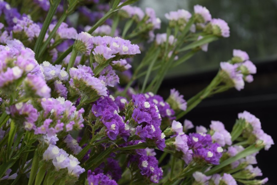 Цветок кермек лимониум