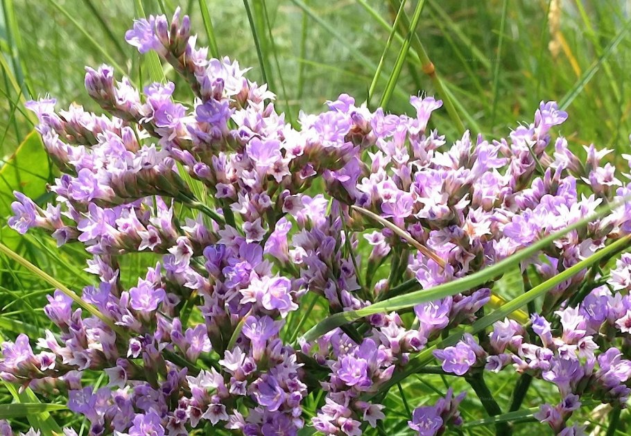 Степной бессмертник кермек