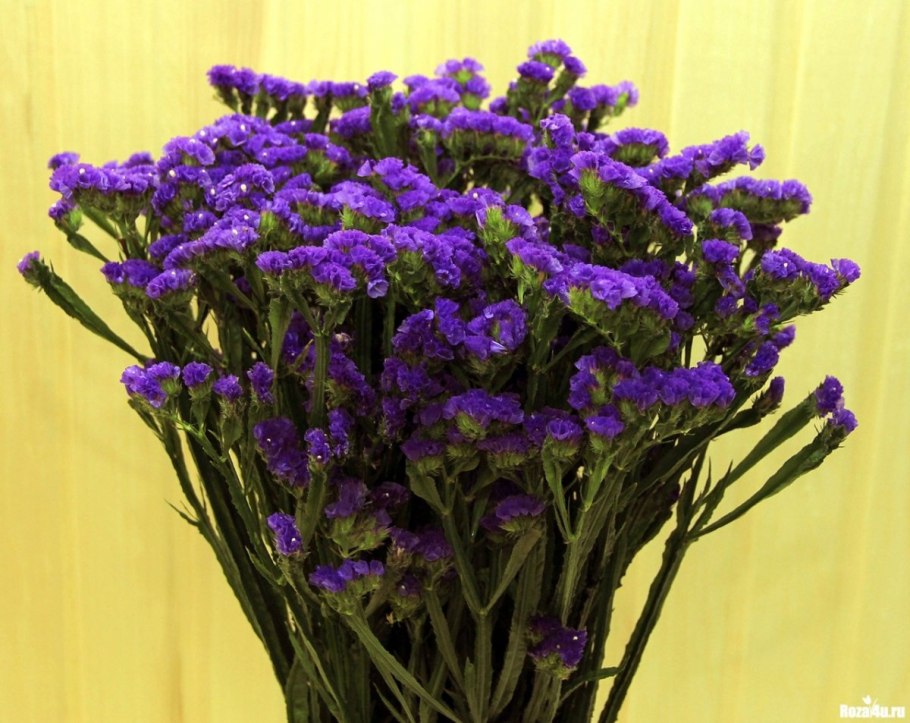 Сухоцветы кермек лимониум