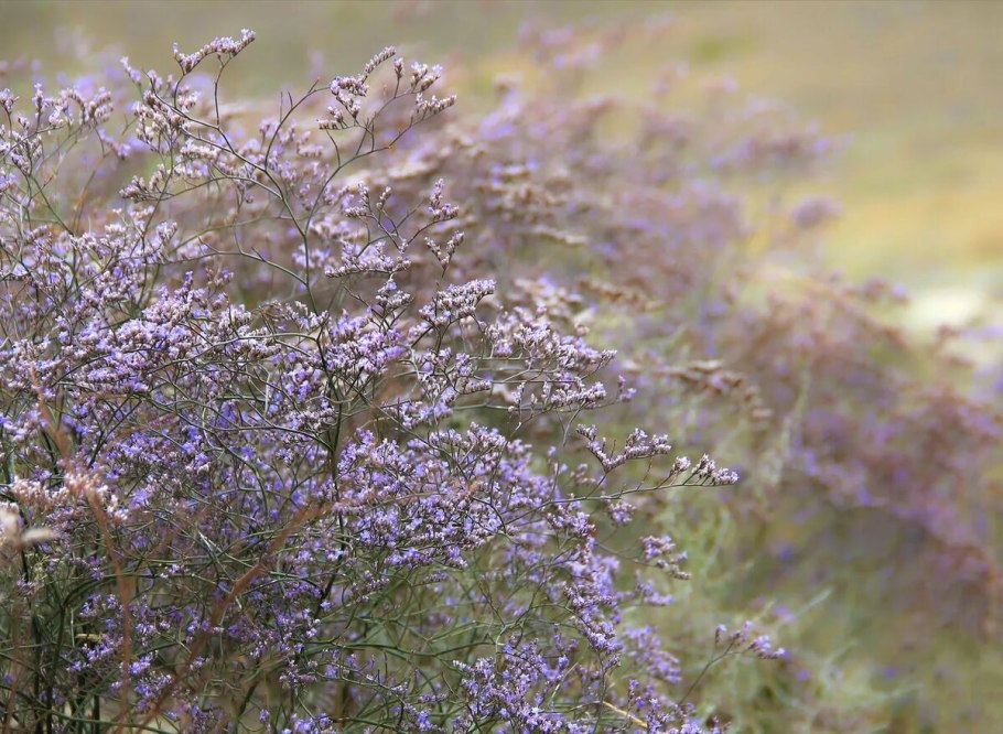 Гипсофила кермек