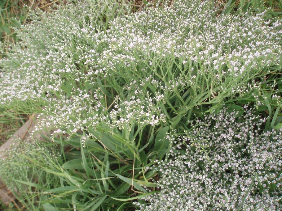 Лимониум кермек татарский белый