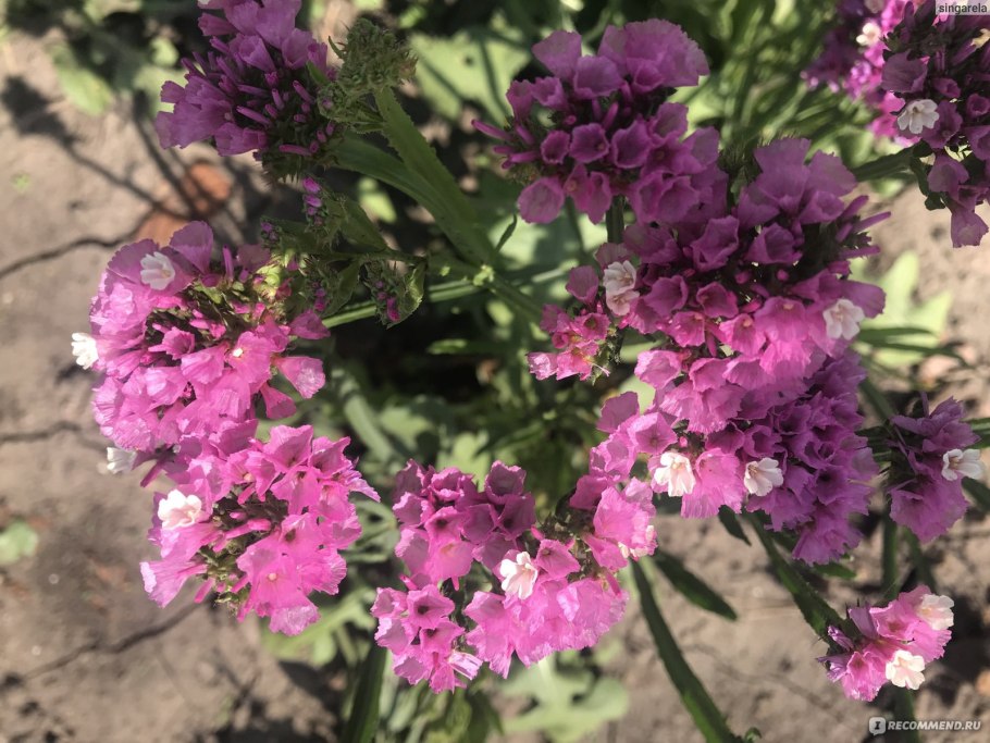 Лимониум малиновое парфе