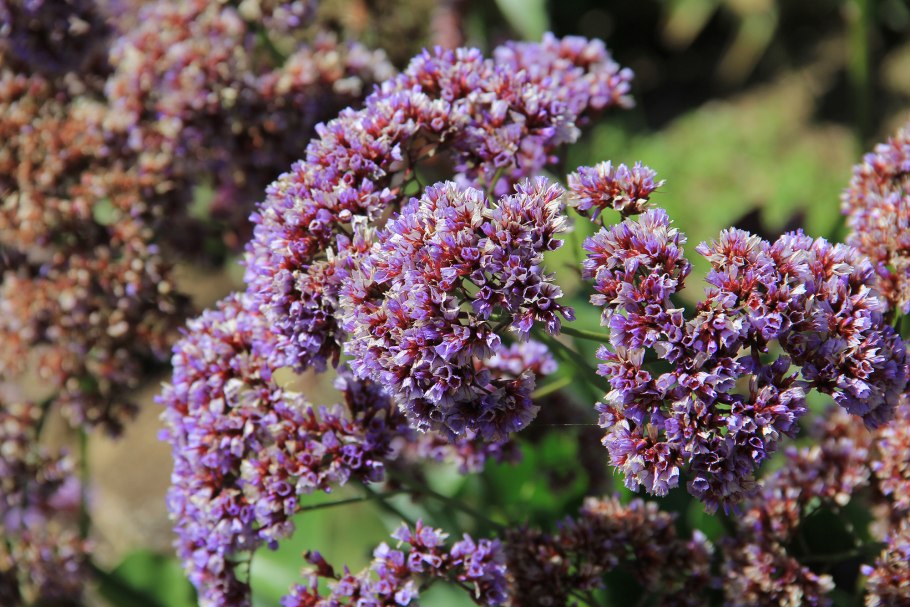 Кермек Каспийский Limonium Caspium