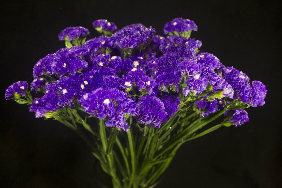 Цветы лимониум статице