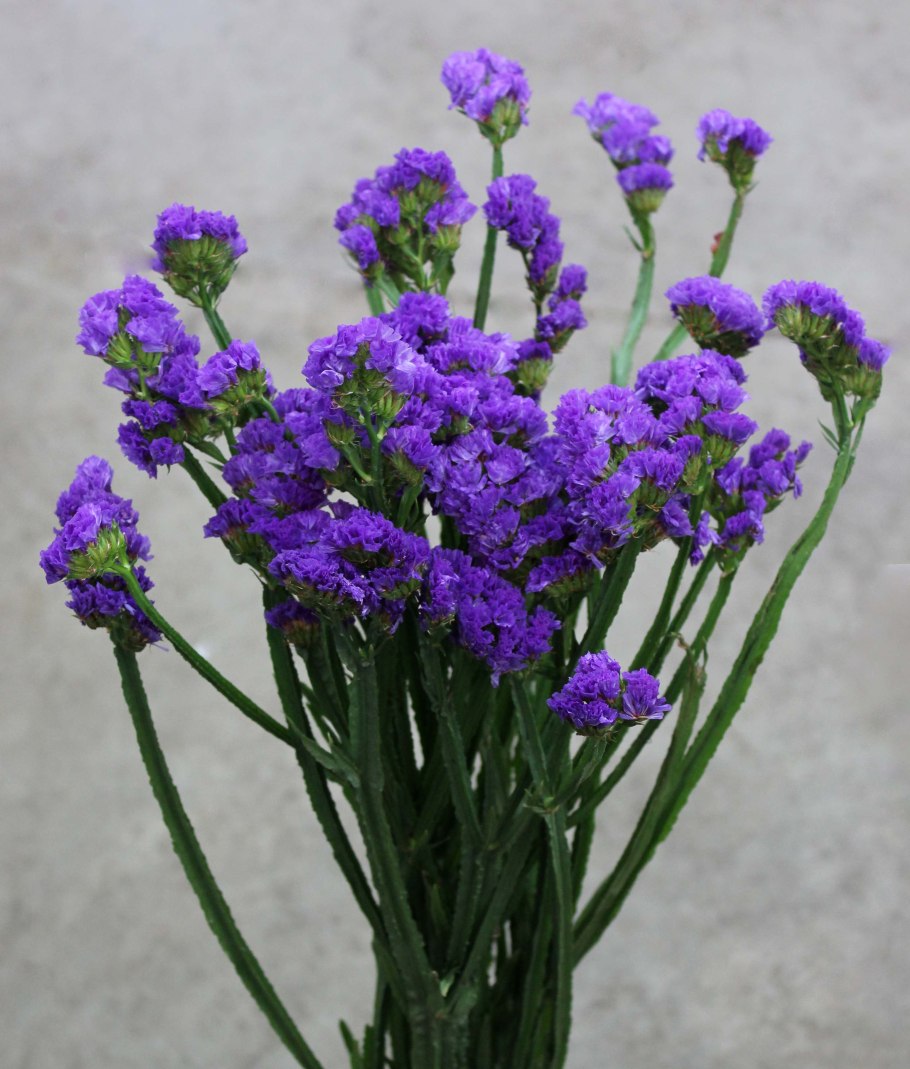 Статице (кермек).