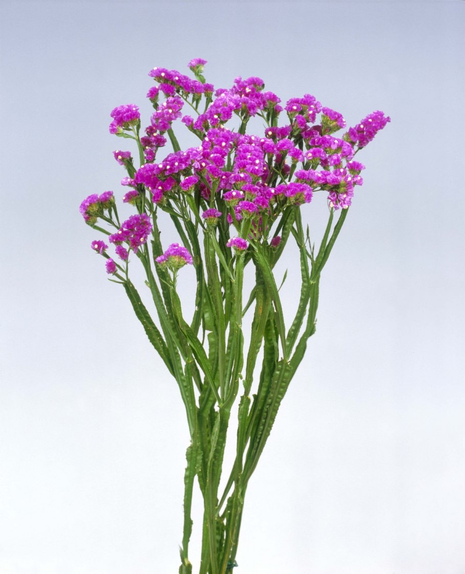 Сухоцветы кермек лимониум