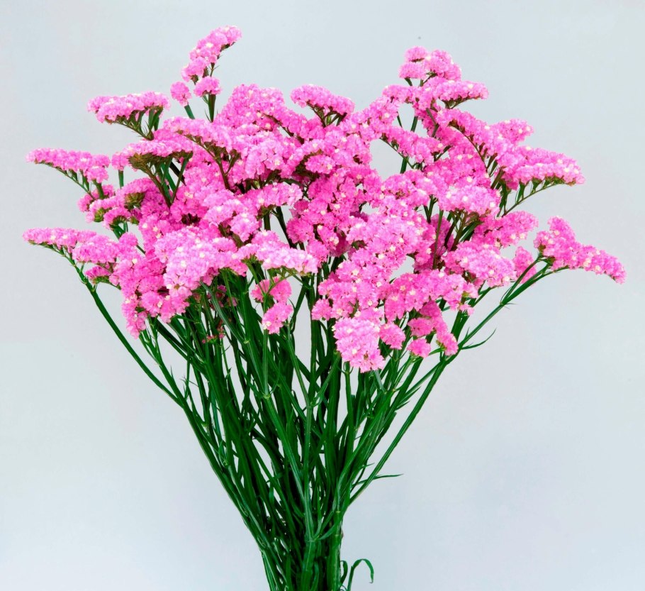 Лимониум цветок